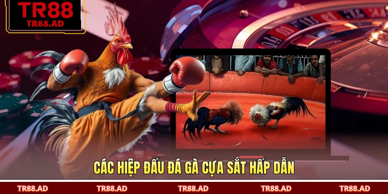 Các hiệp đấu đá gà cựa sắt hấp dẫn