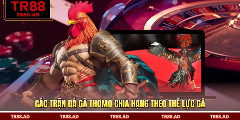Các trận đá gà Thomo chia hạng theo thể lực gà