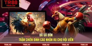 Đá Gà Đòn - Trận Chiến Đỉnh Cao Nhận Xu Cho Hội Viên