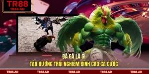 Đá Gà Là Gì - Tận Hưởng Trải Nghiệm Đỉnh Cao Cá Cược