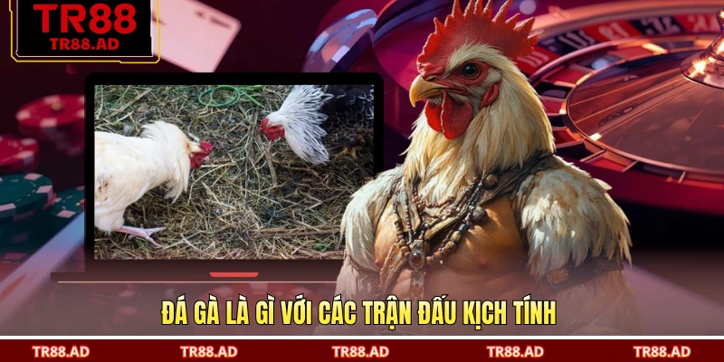 Đá gà là gì với các trận đấu kịch tính