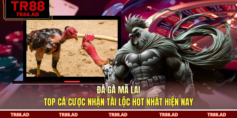 Đá Gà Mã Lai - Top Cá Cược Nhận Tài Lộc Hot Nhất Hiện Nay