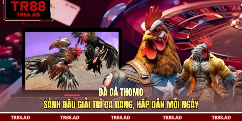 Đá Gà Thomo - Sảnh Đấu Giải Trí Đa Dạng, Hấp Dẫn Mỗi Ngày