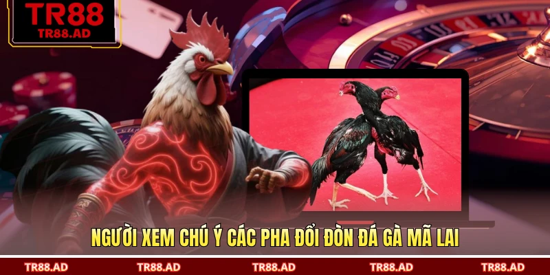 Người xem chú ý các pha đổi đòn đá gà Mã Lai