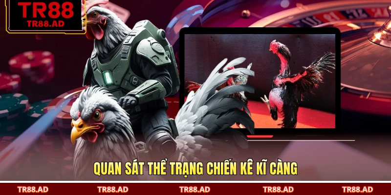 Quan sát thể trạng chiến kê kĩ càng
